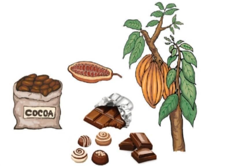 Chocolate is a kind of food that we get from plant. To produce chocolate, farmers take out the seeds from the pods of eacao tree and grind them. Then, they mix it with vanilla, sugar, cinnamon and other spices. We use chocolate every day and on special occasions. In the past, chocolate was used as money, because it was valuable. 2,000 years ago, people in America used it as a drink. In 1502, Christopher Columbus took cacao beans to Spain. Later, people learnt to make solid chocolate. By 1847, people started eating chocolate as candy bars.