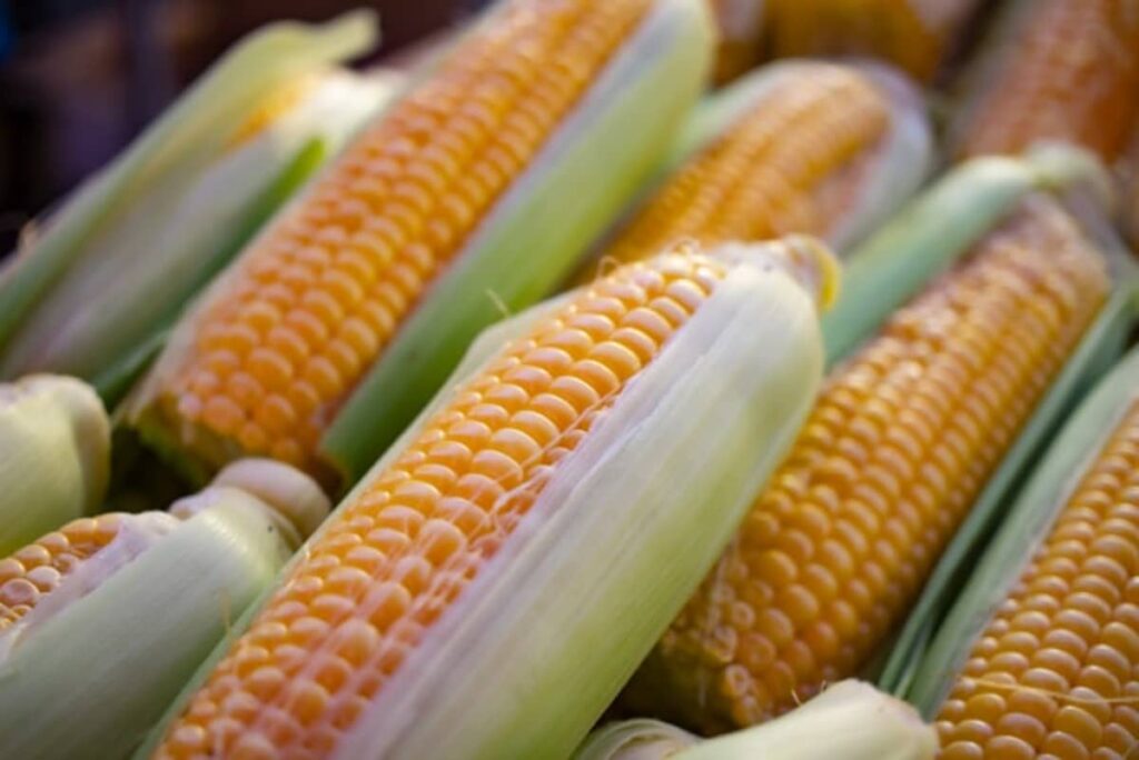 Nutritional Power of Corn | Benefits of Corn