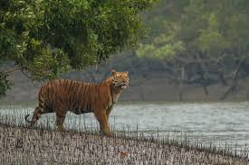 The Sundarbans