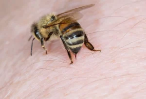 bumble bee
