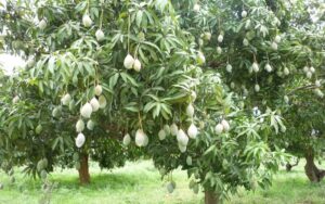 Mango tree
